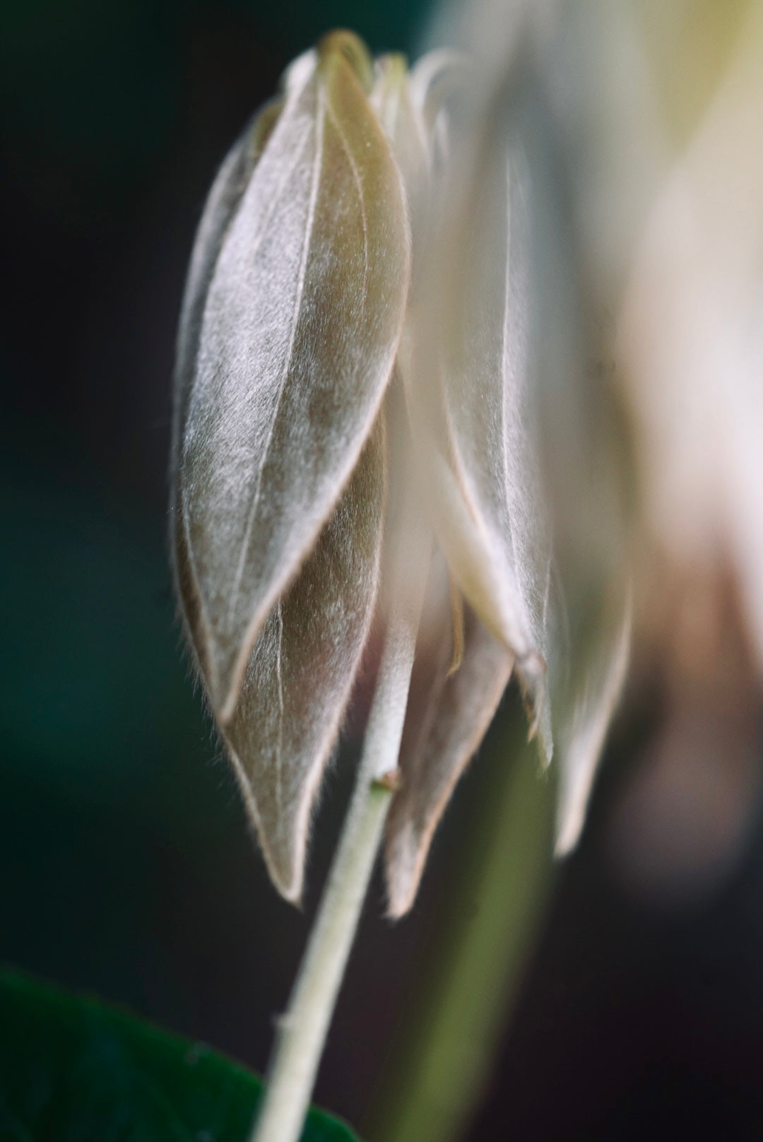 わたしたちそのもの