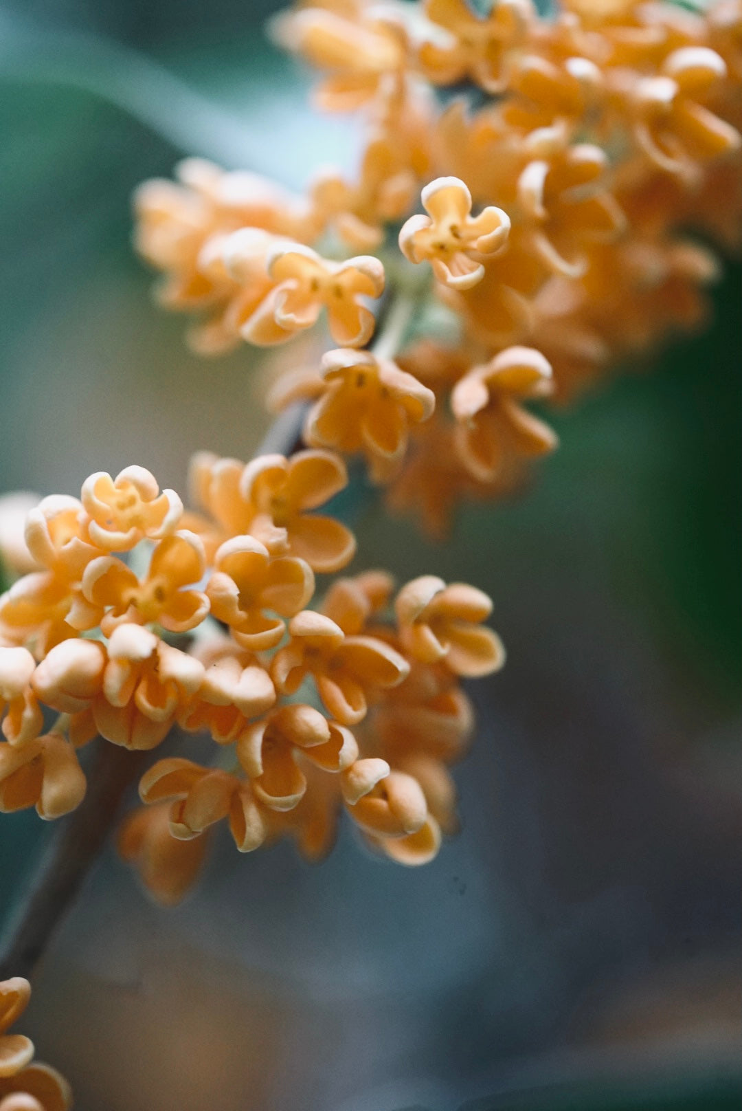 蓋をした、その中には