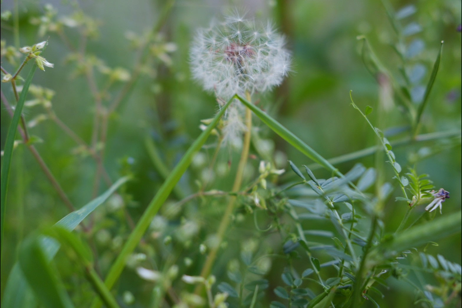 おむすびと日本の美しい感性