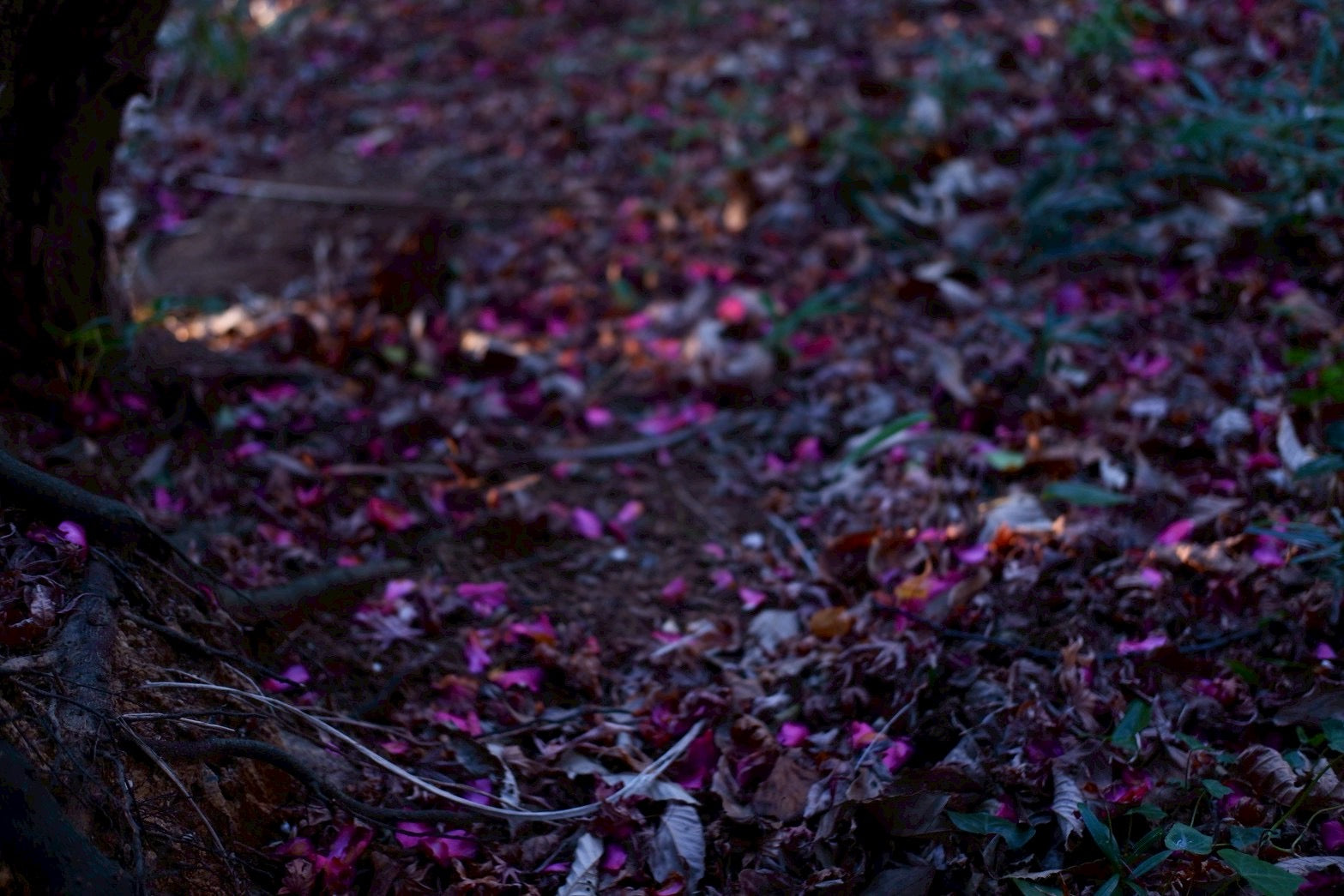 日常という物語