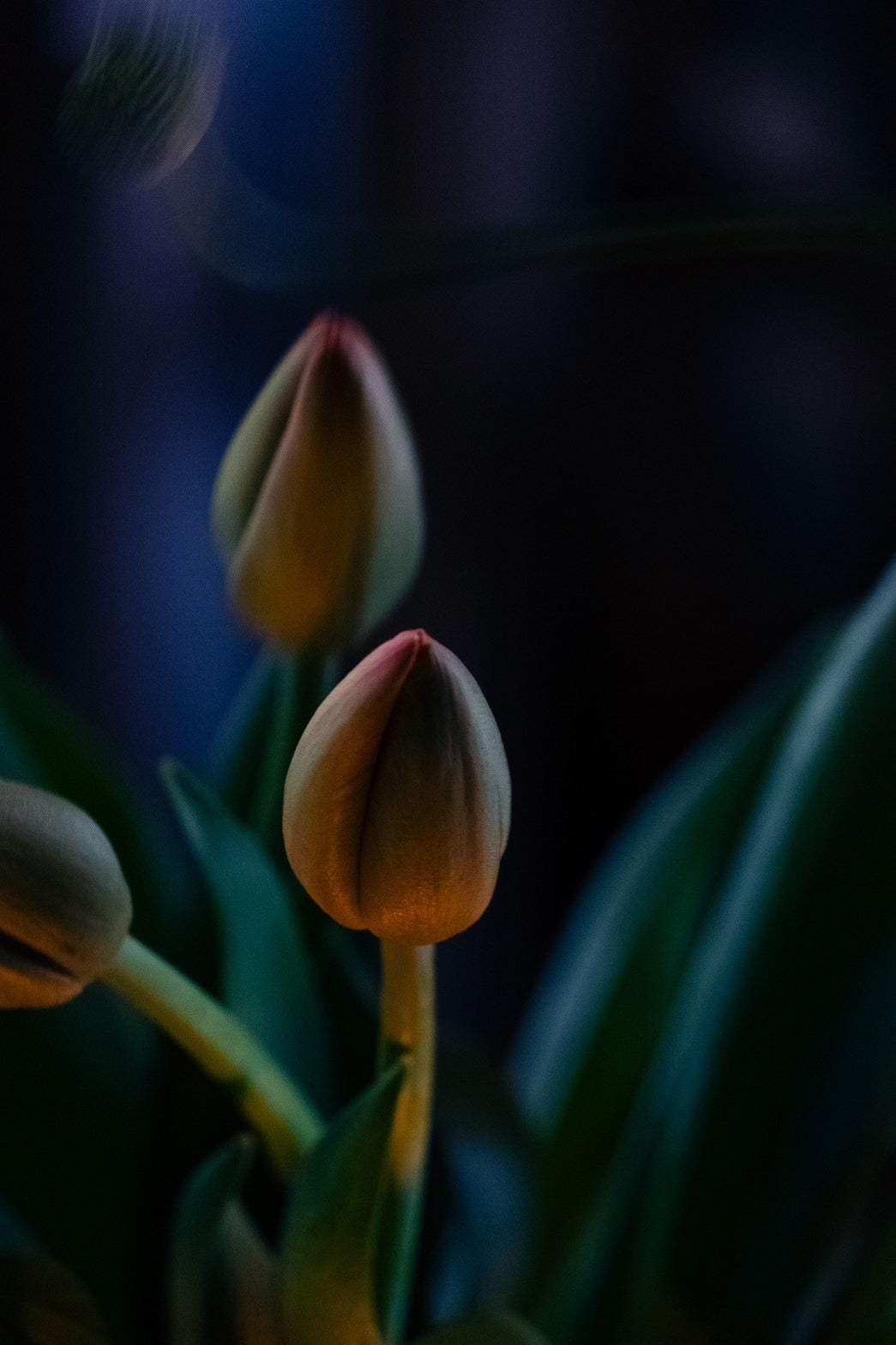花を生ける