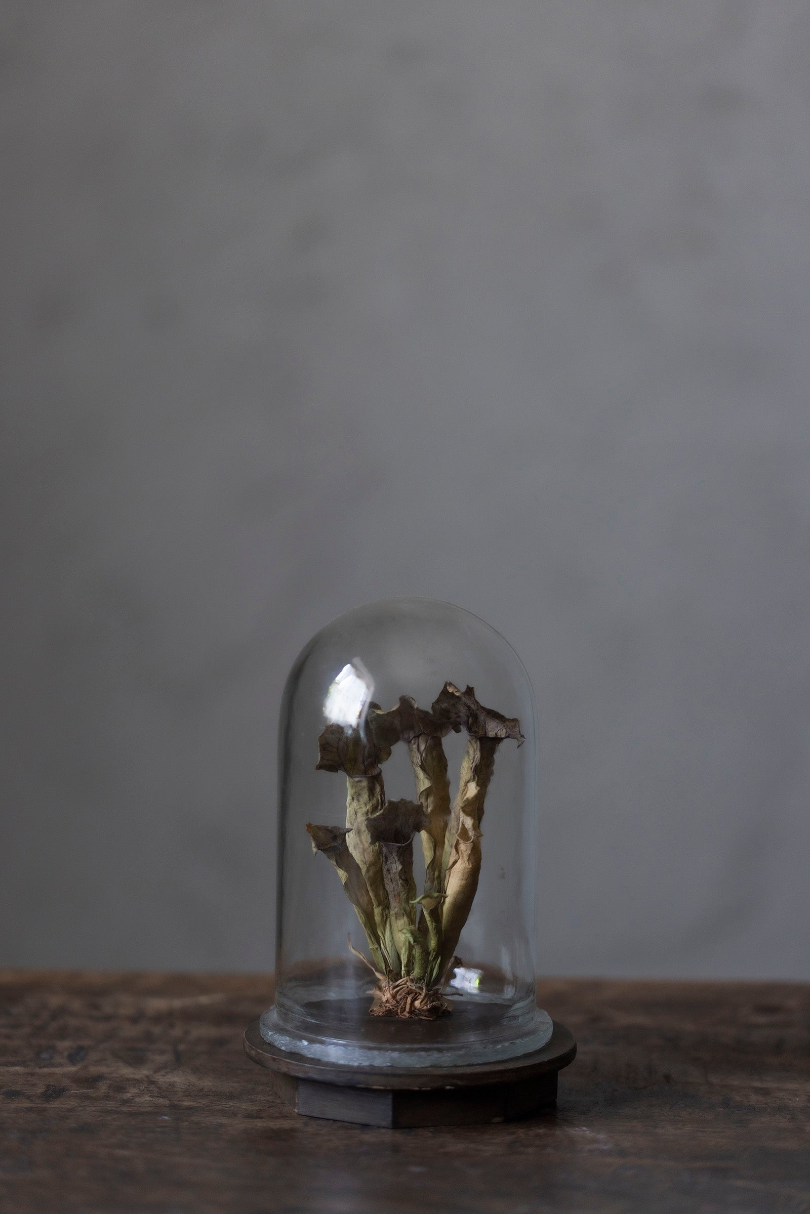 はいいろオオカミ + 花屋 西別府商店 Botantique glass dome 16-7