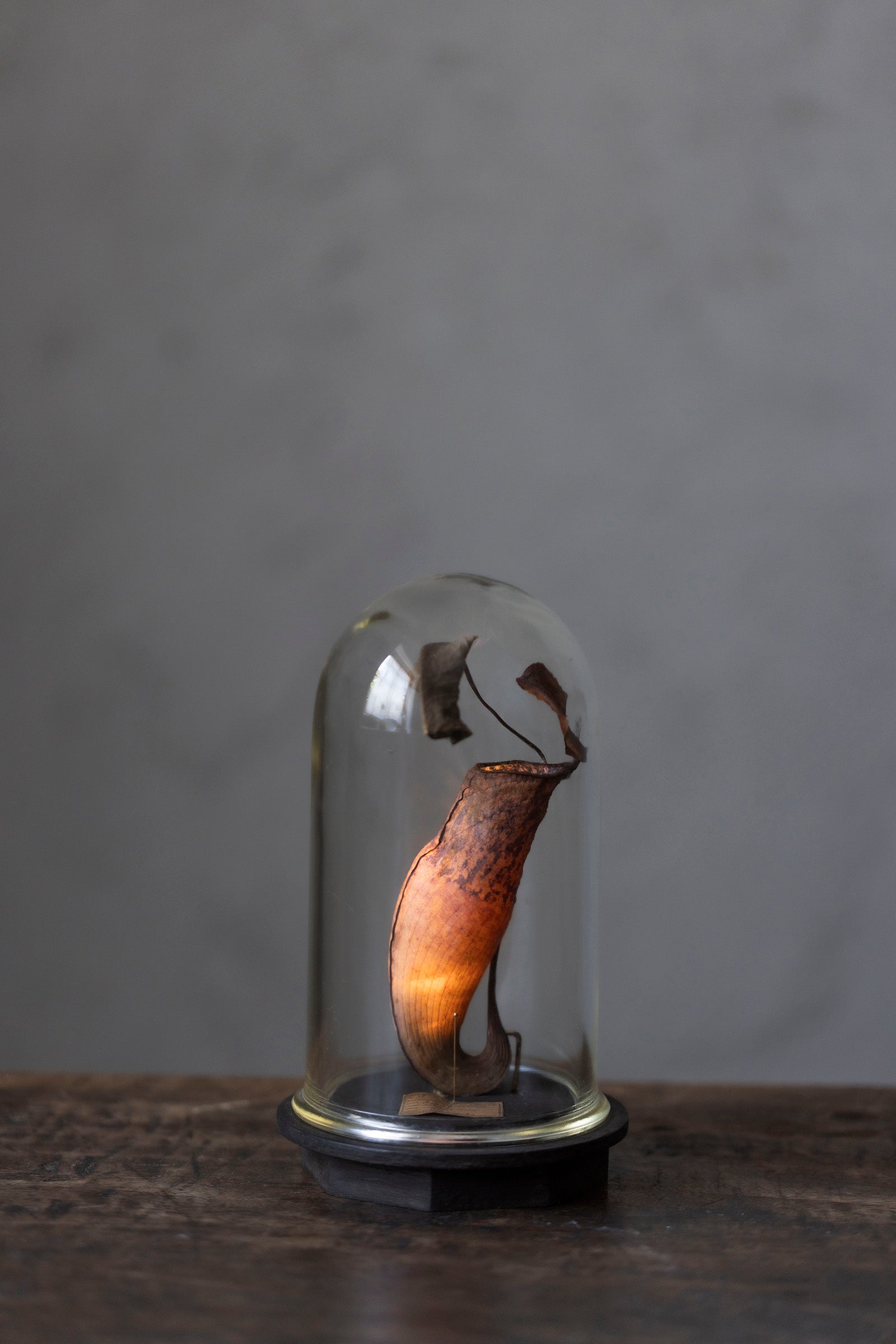 はいいろオオカミ + 花屋 西別府商店 Botantique glass dome 16-8