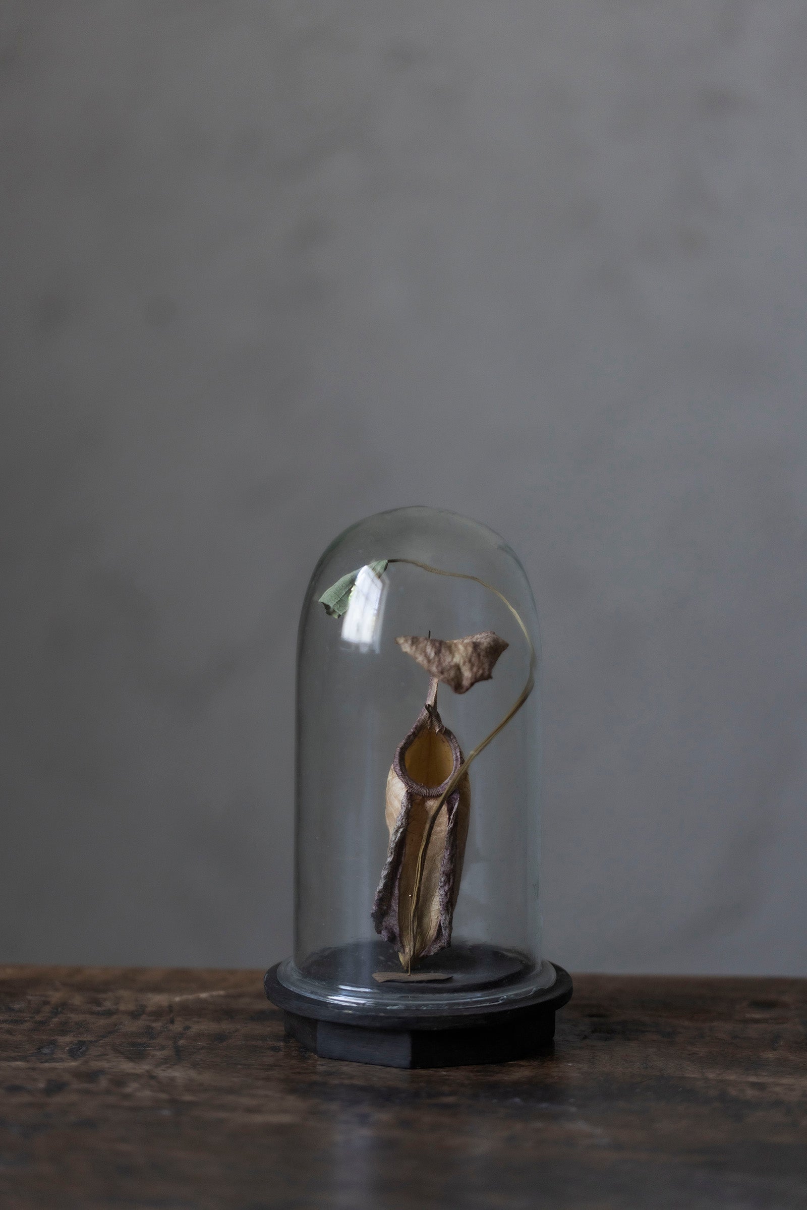 はいいろオオカミ + 花屋 西別府商店 Botantique glass dome 16-9