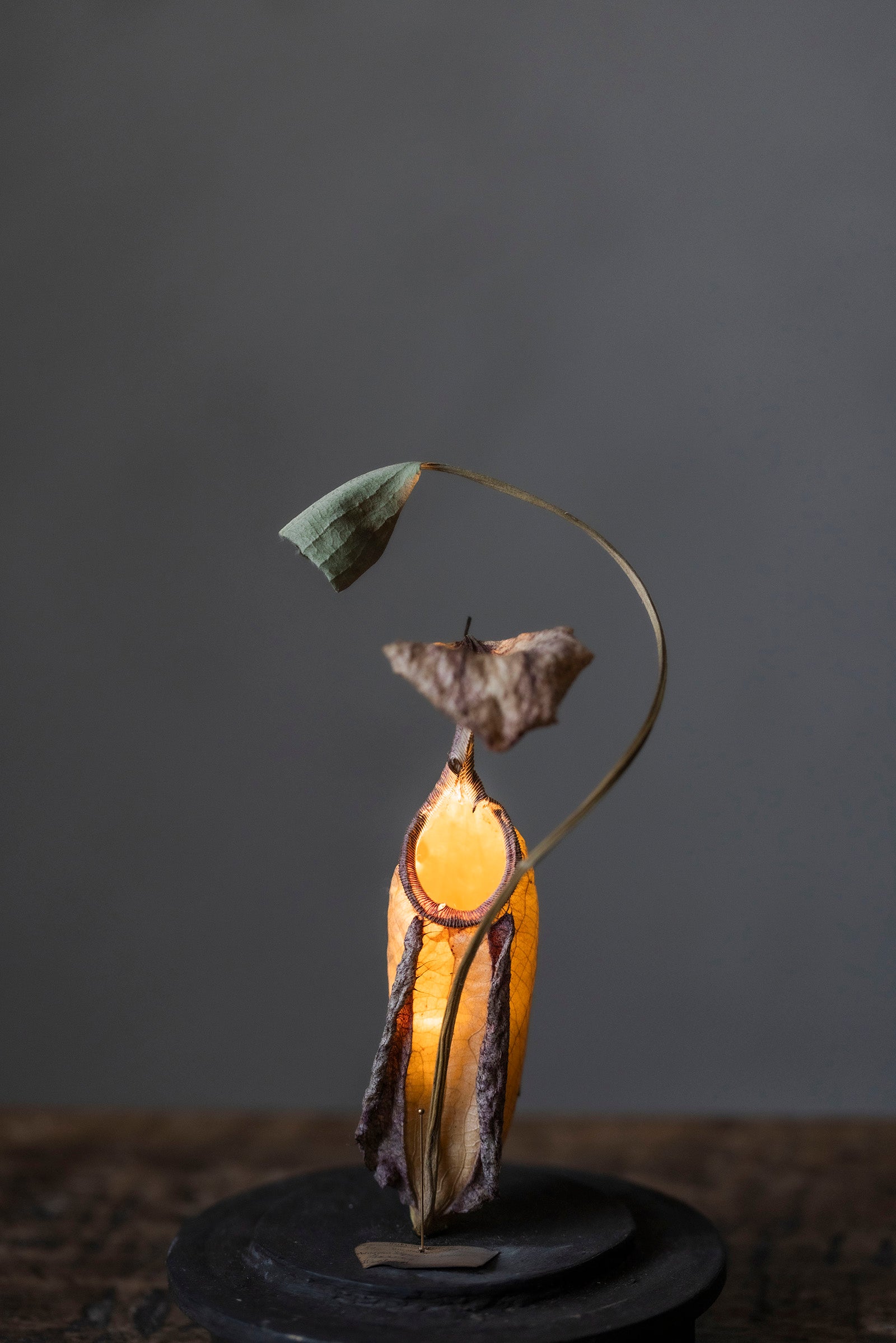 はいいろオオカミ + 花屋 西別府商店 Botantique glass dome 16-9