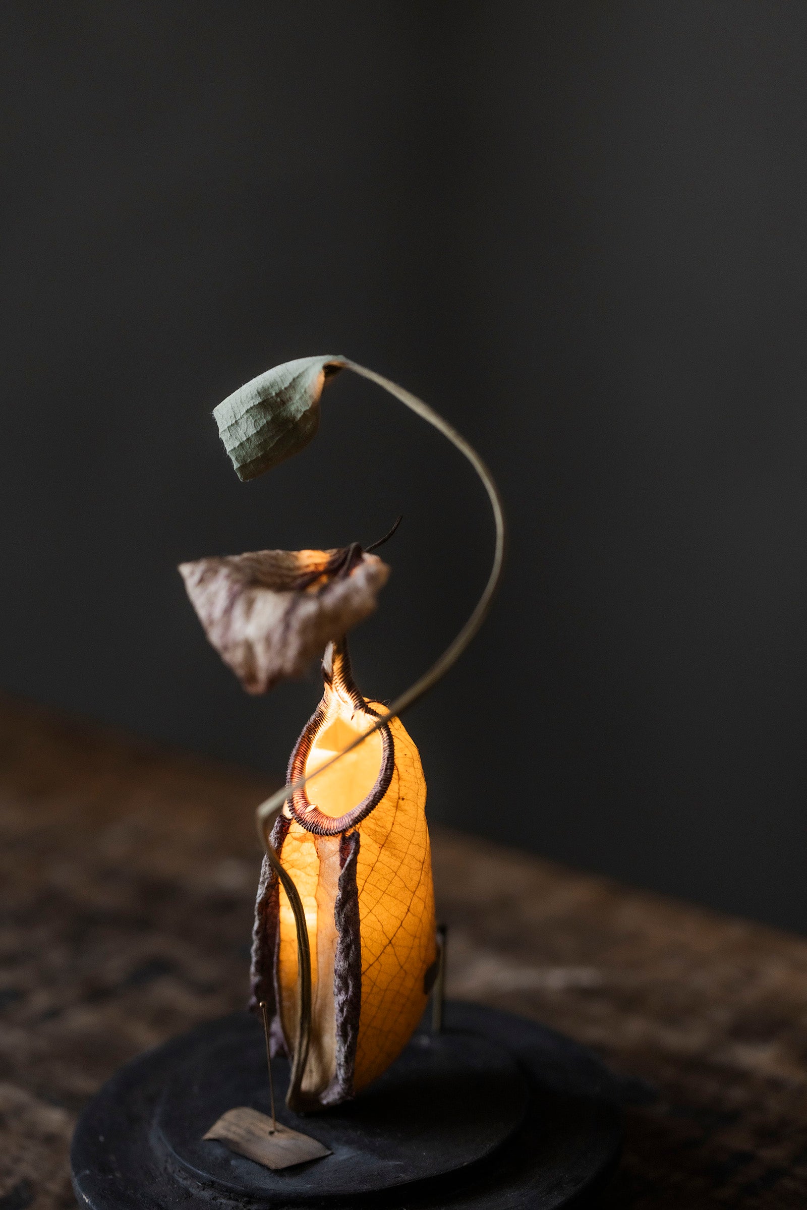 はいいろオオカミ + 花屋 西別府商店 Botantique glass dome 16-9