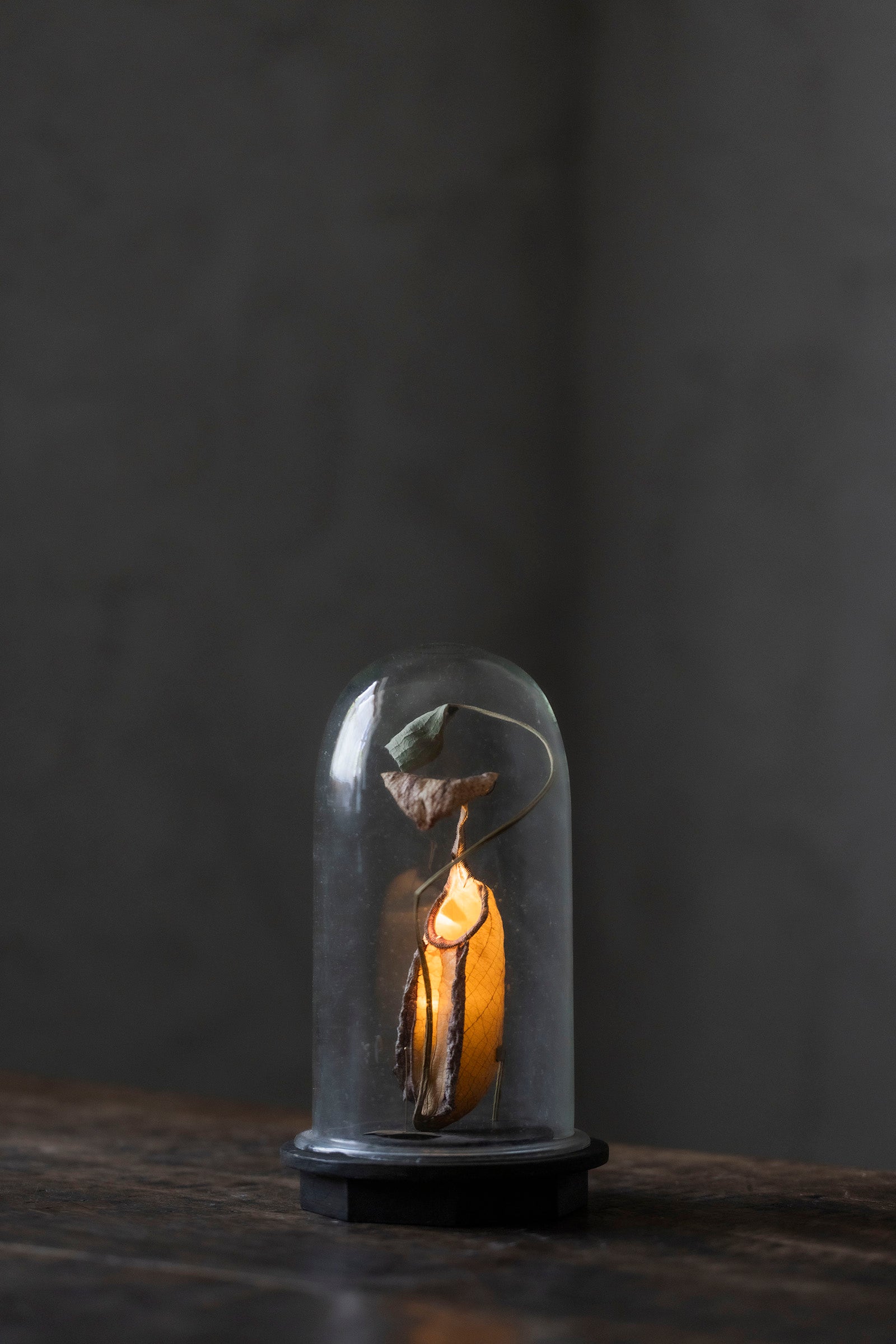 はいいろオオカミ + 花屋 西別府商店 Botantique glass dome 16-9