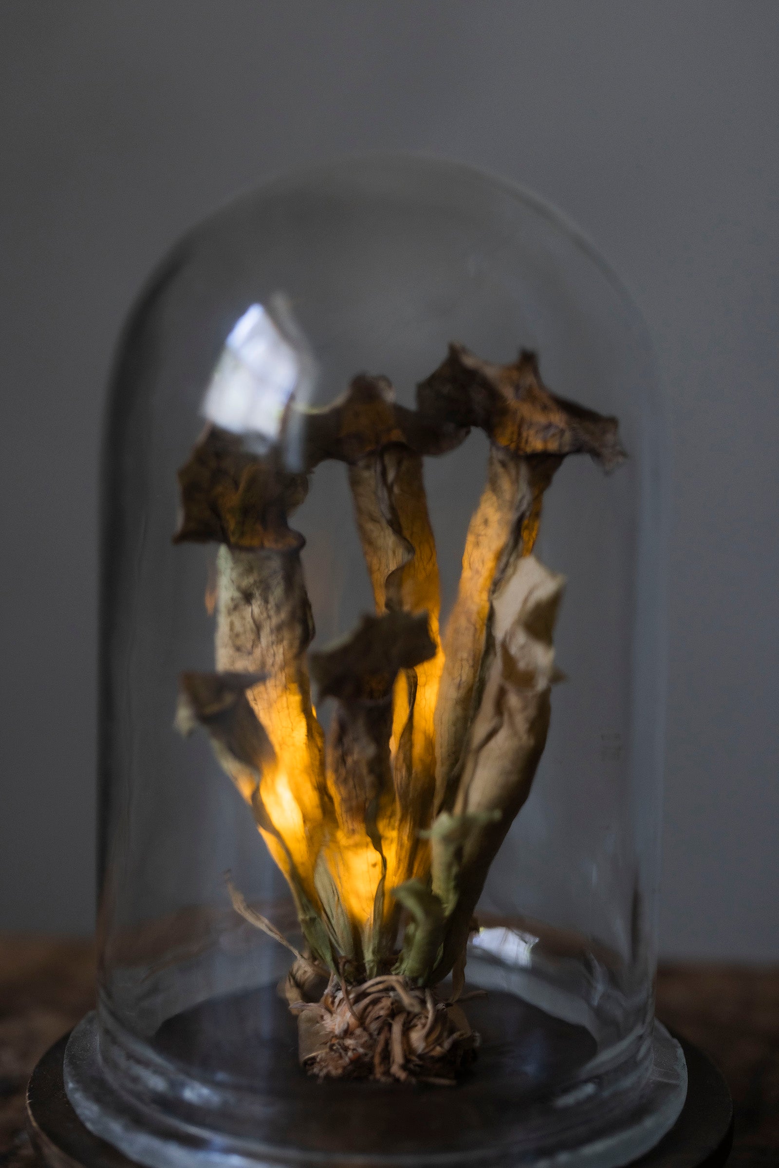 はいいろオオカミ + 花屋 西別府商店 Botantique glass dome 16-7