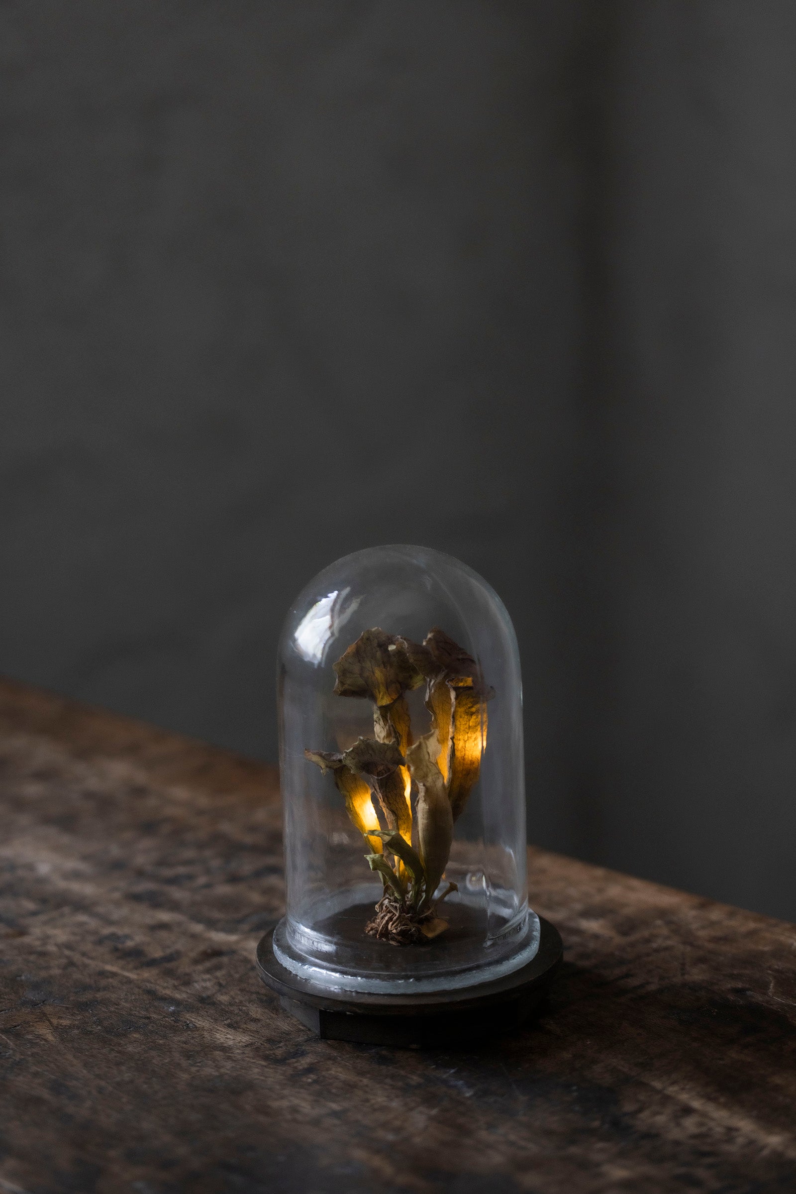 はいいろオオカミ + 花屋 西別府商店 Botantique glass dome 16-7
