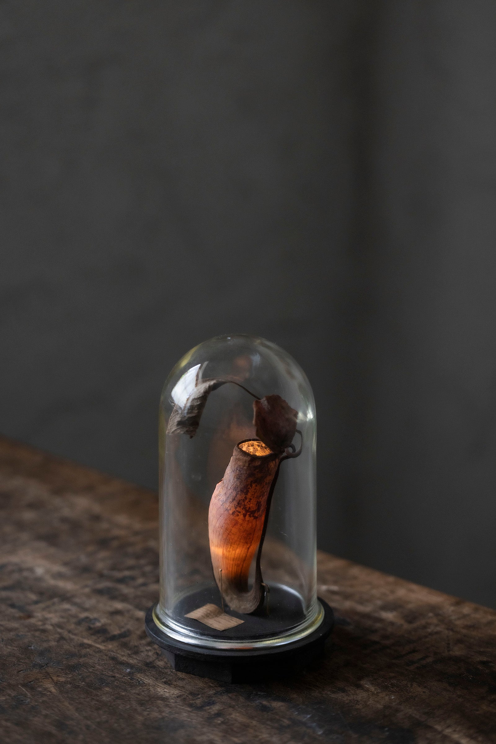 はいいろオオカミ + 花屋 西別府商店 Botantique glass dome 16-8