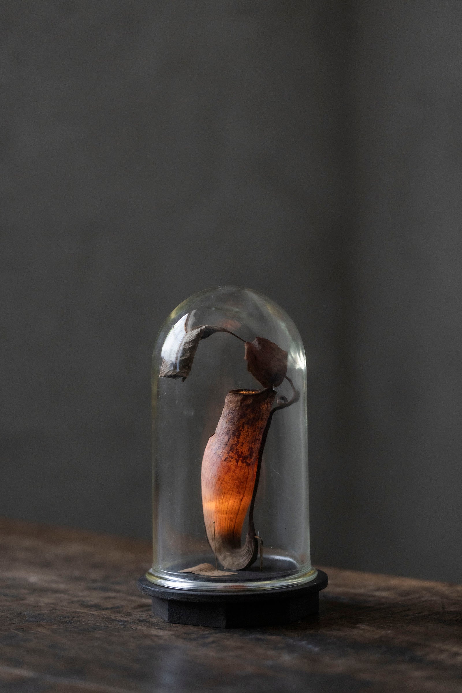 はいいろオオカミ + 花屋 西別府商店 Botantique glass dome 16-8