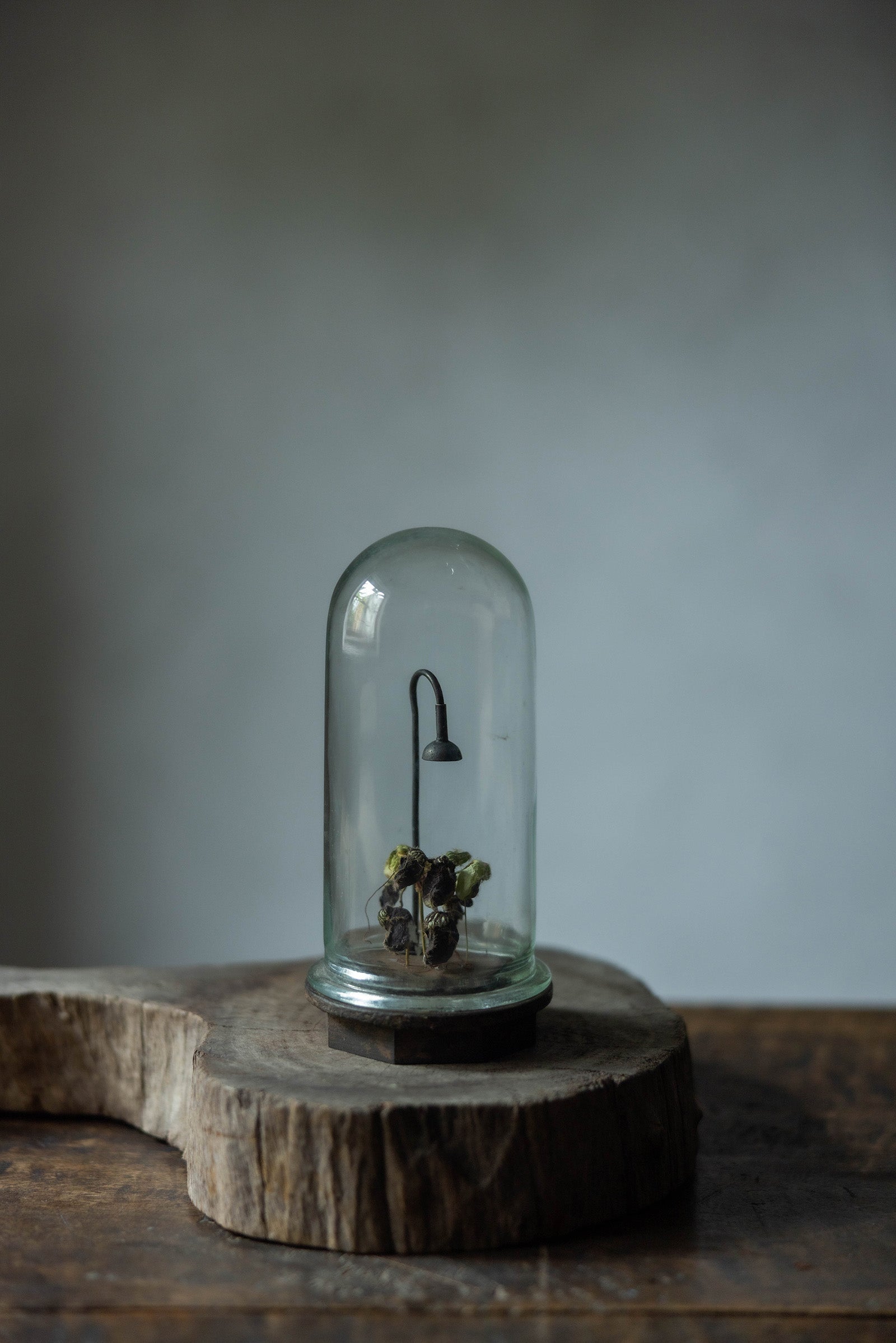 はいいろオオカミ + 花屋 西別府商店 Botantique glass dome 16-3