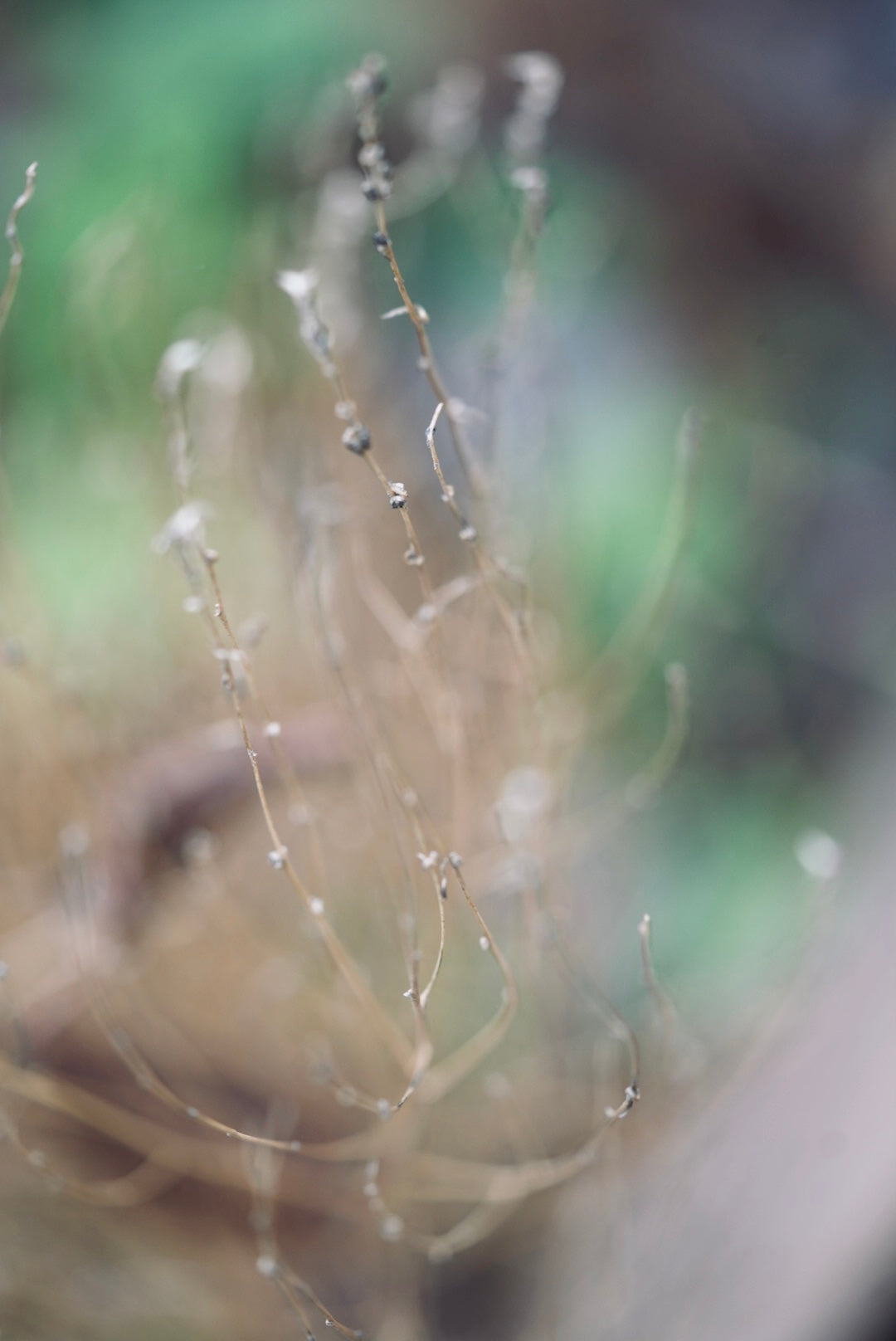 せいかつのまんなかに、ただあるもの