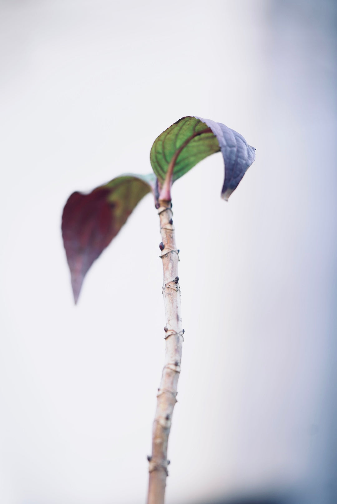 せいかつマニア