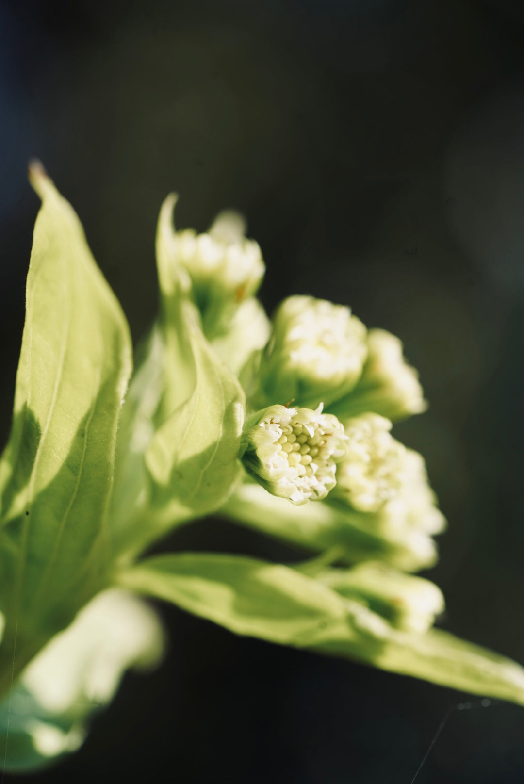 連続講座「つちとて」のご案内