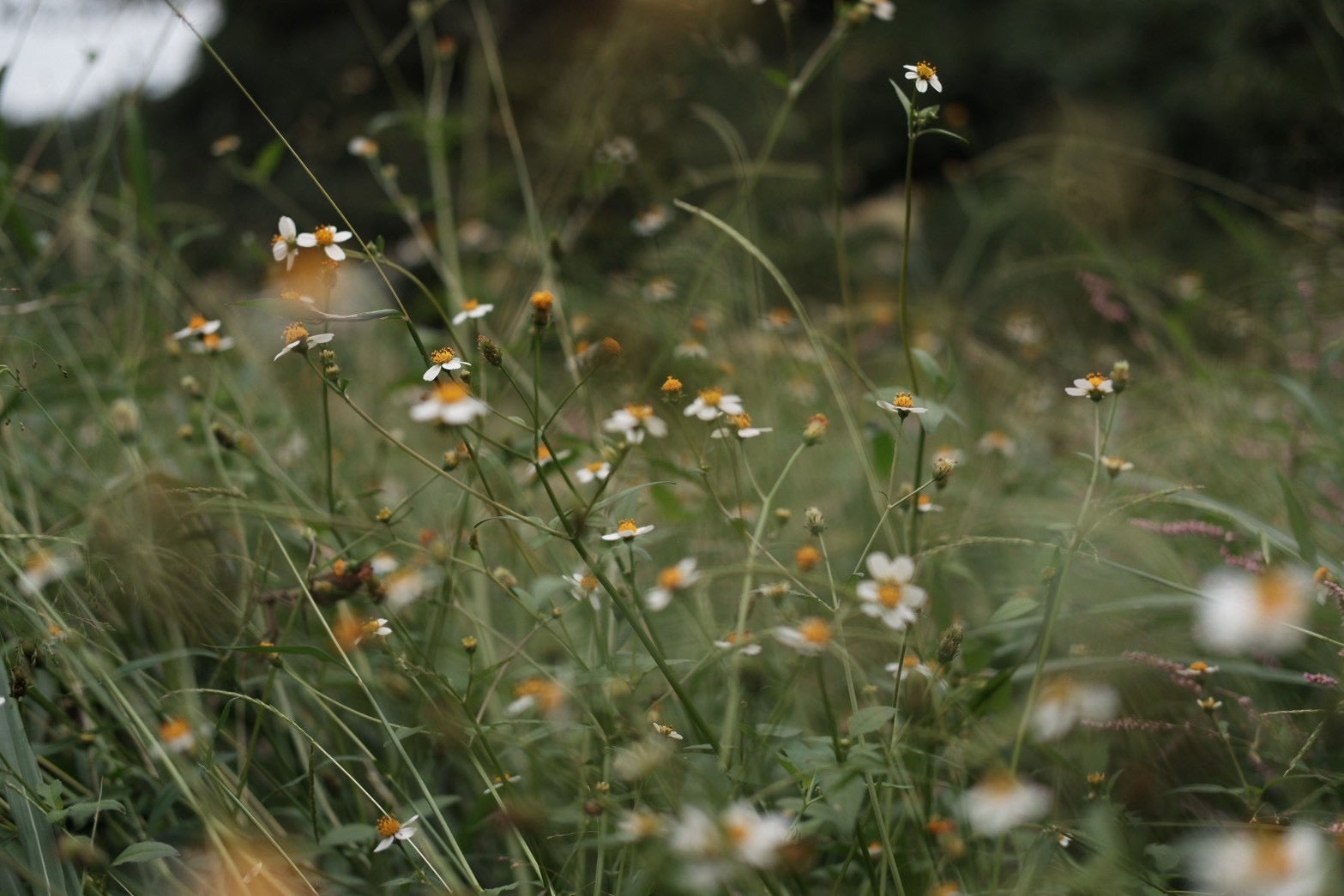 わたしの"いと"