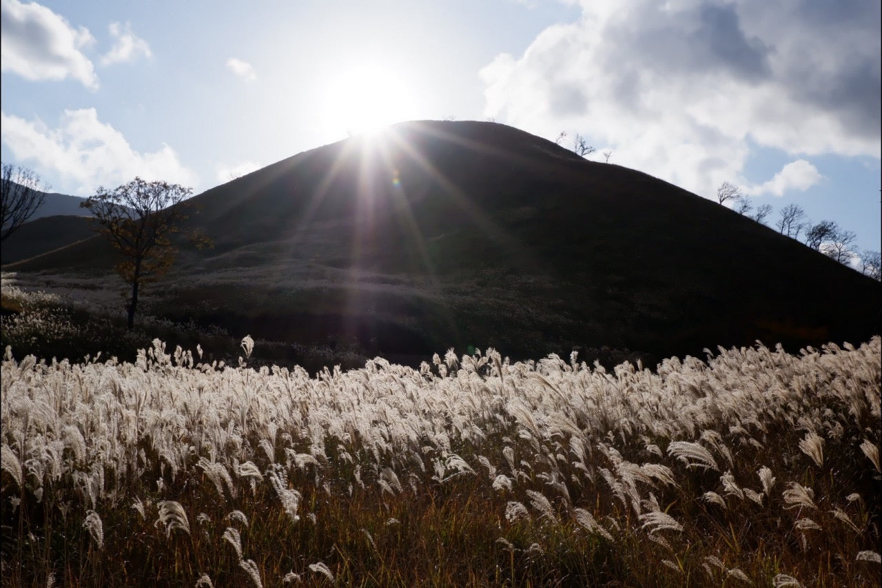 のこしたいおばけ