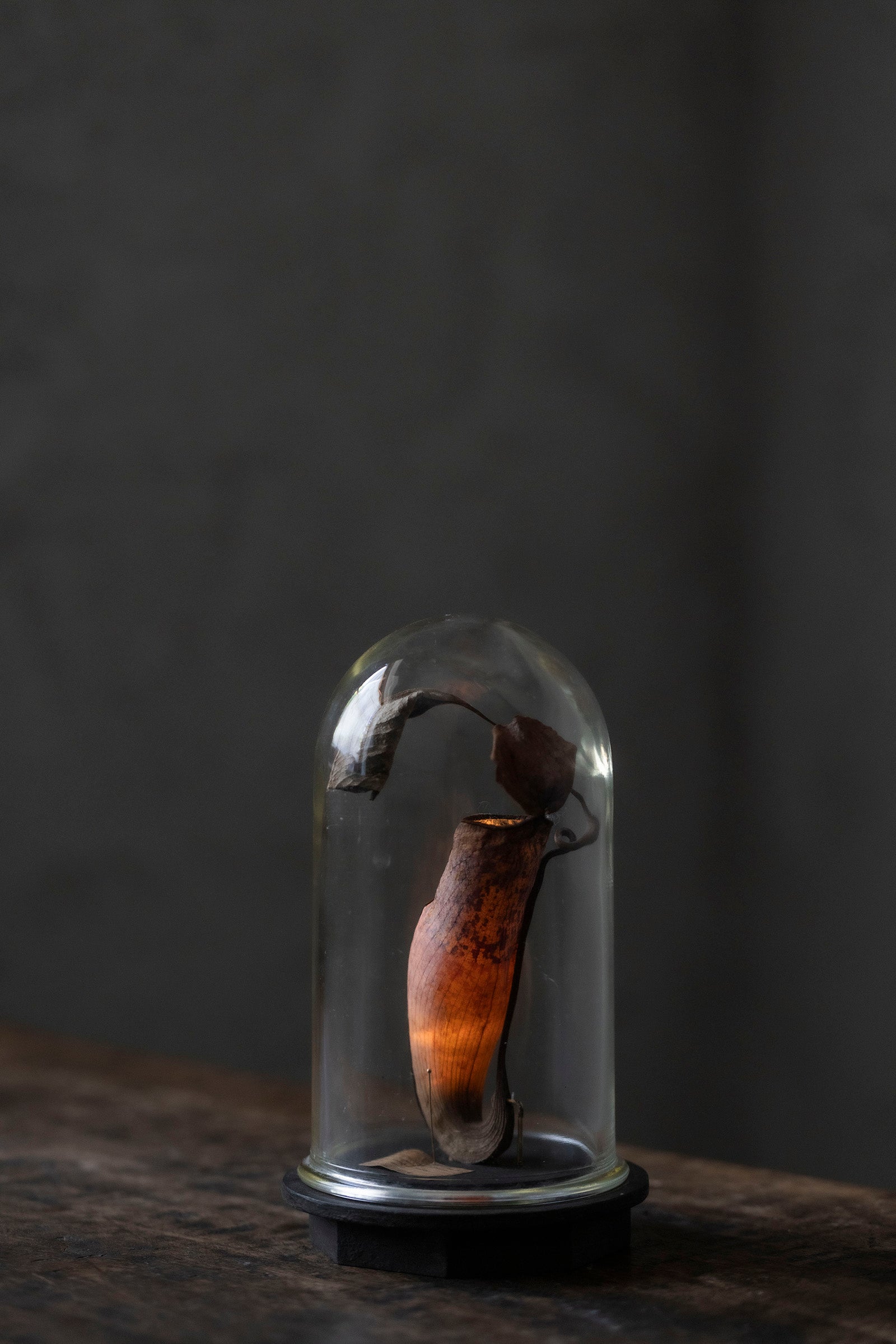 はいいろオオカミ + 花屋 西別府商店　　　Botantique glass dome  16-8