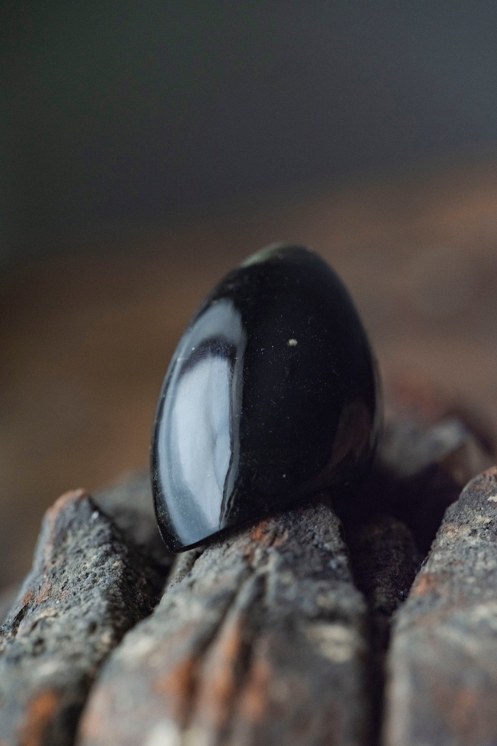 golden  obsidian ring