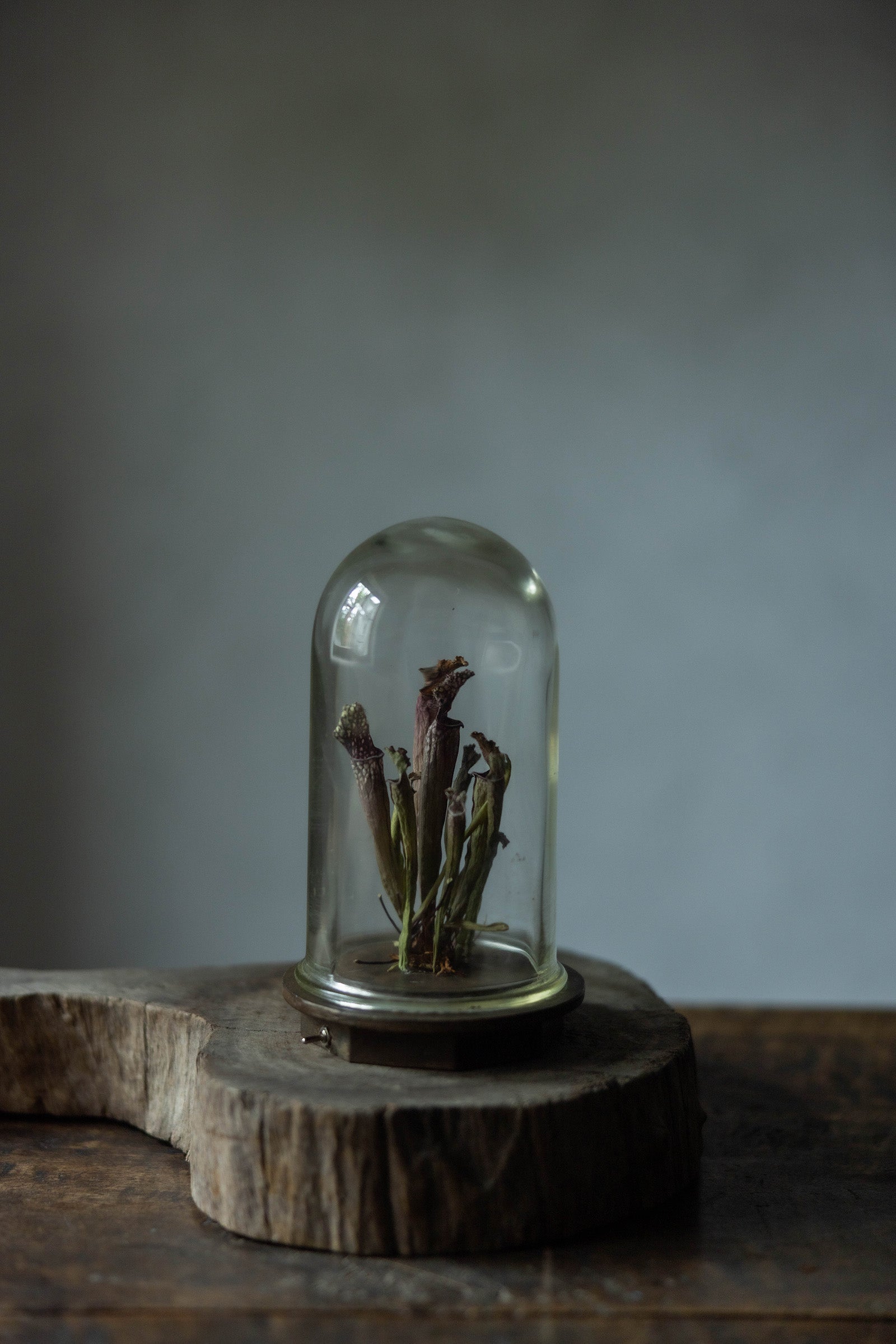 はいいろオオカミ + 花屋 西別府商店　　　Botantique glass dome  16-5　専用