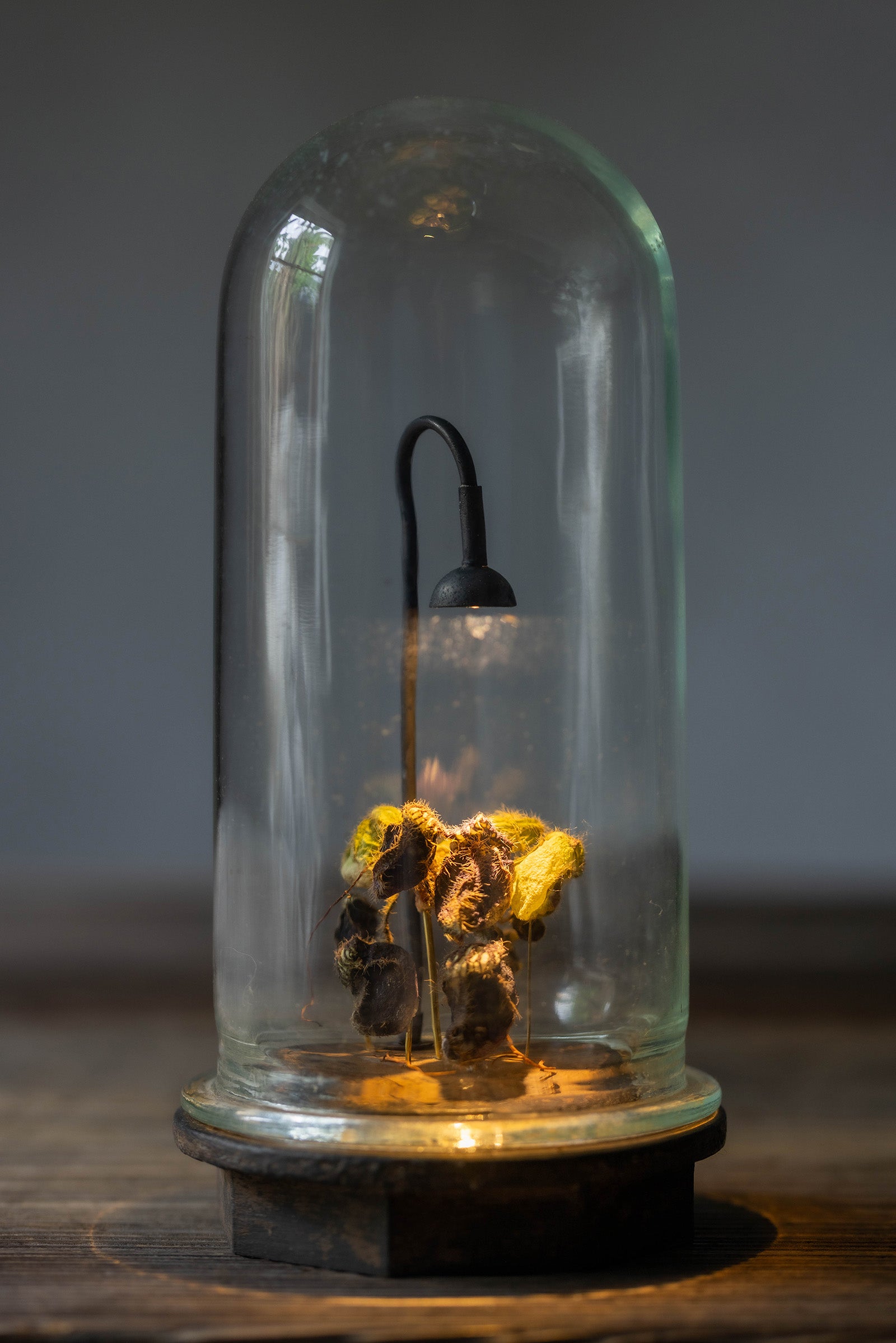 はいいろオオカミ + 花屋 西別府商店　　　Botantique glass dome  16-3