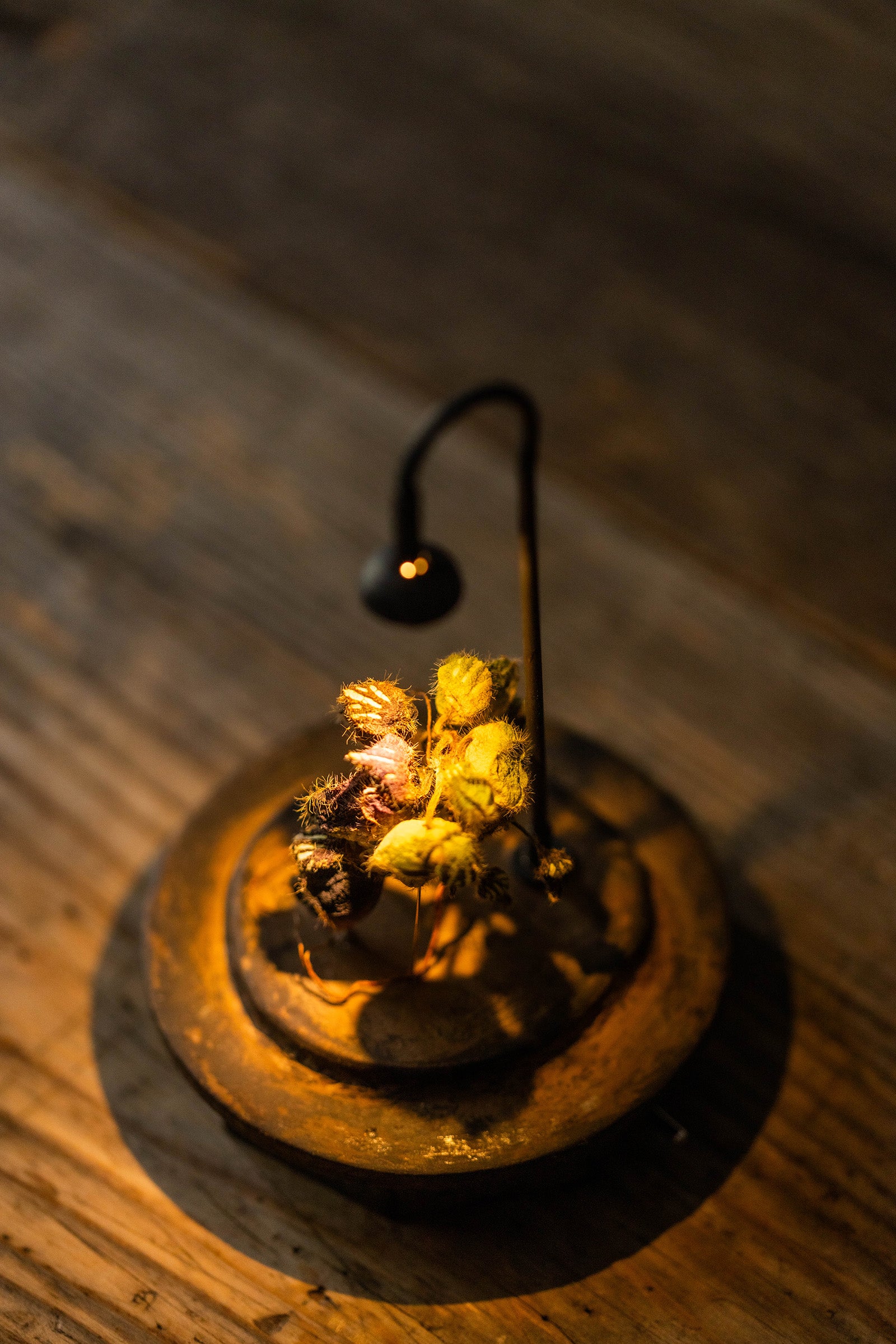 はいいろオオカミ + 花屋 西別府商店　　　Botantique glass dome  16-3
