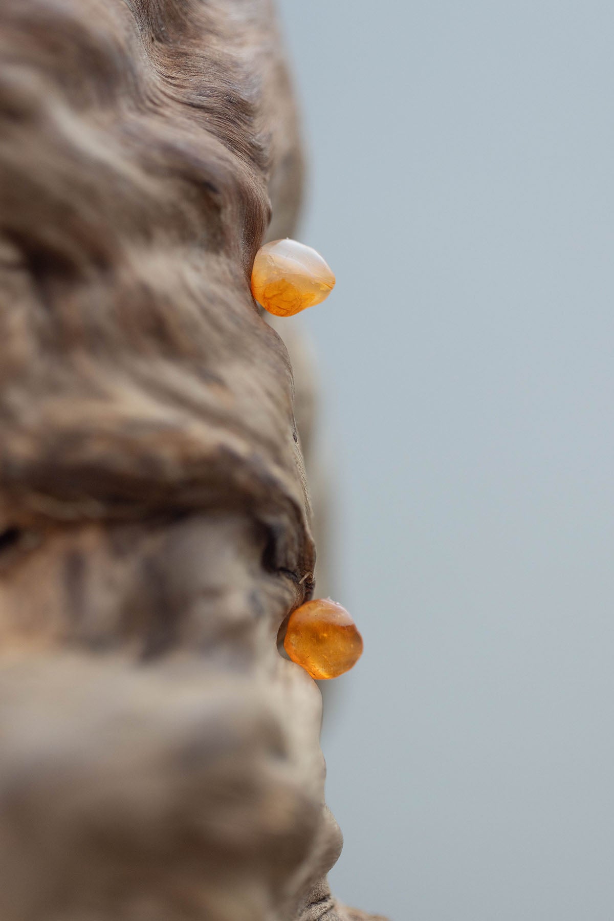 18K carnelian rough stone earrings (pair)